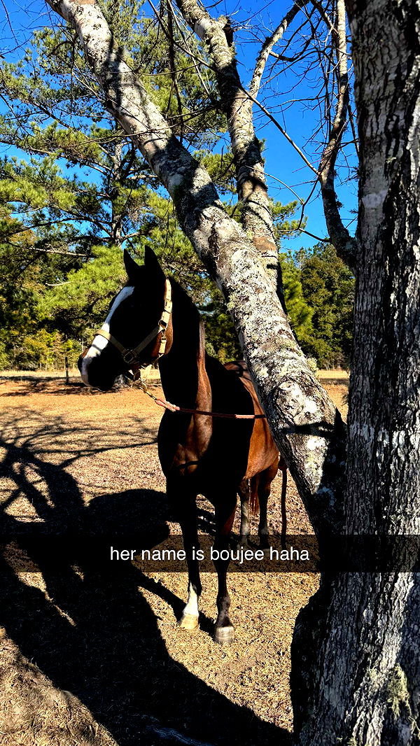 mckinley_1 image ~ Altpins