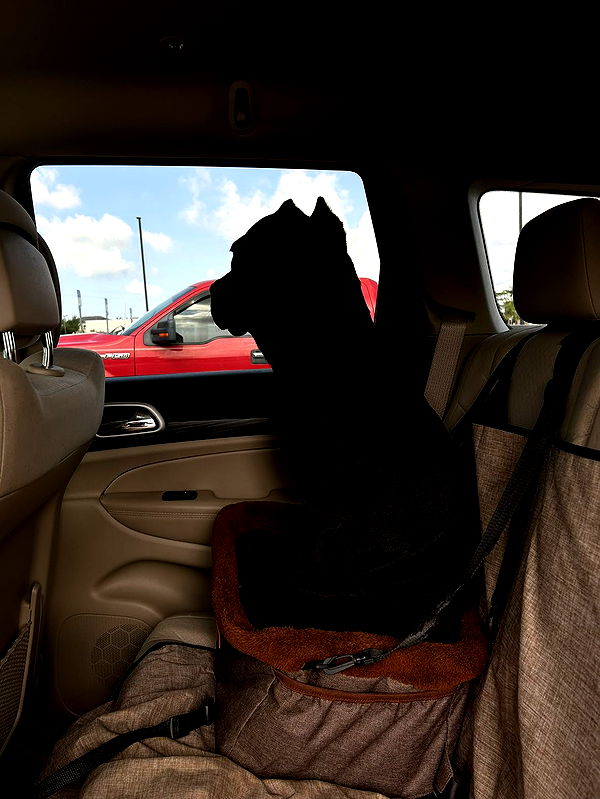 mckinley_1 image ~ Altpins