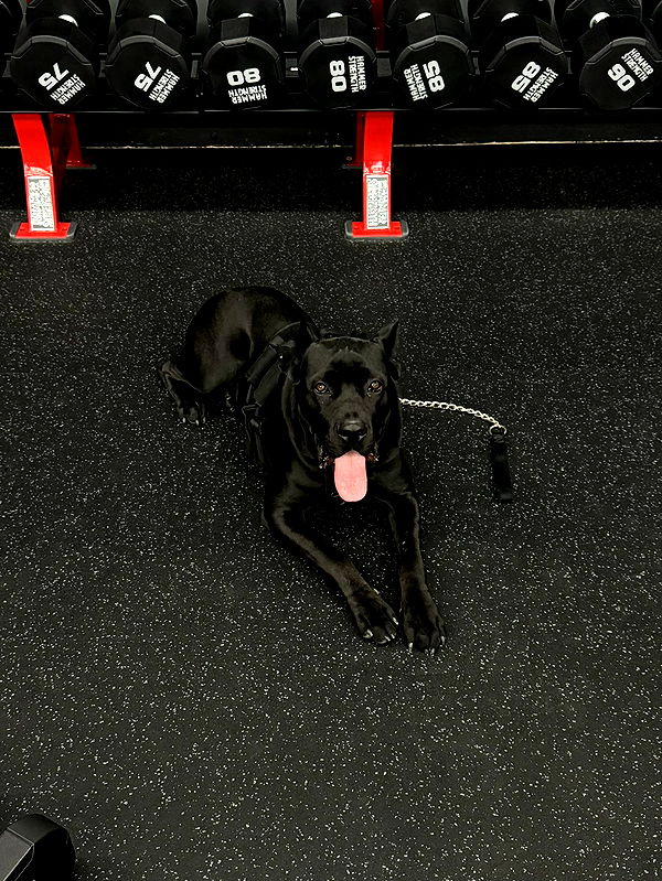 mckinley_1 image ~ Altpins