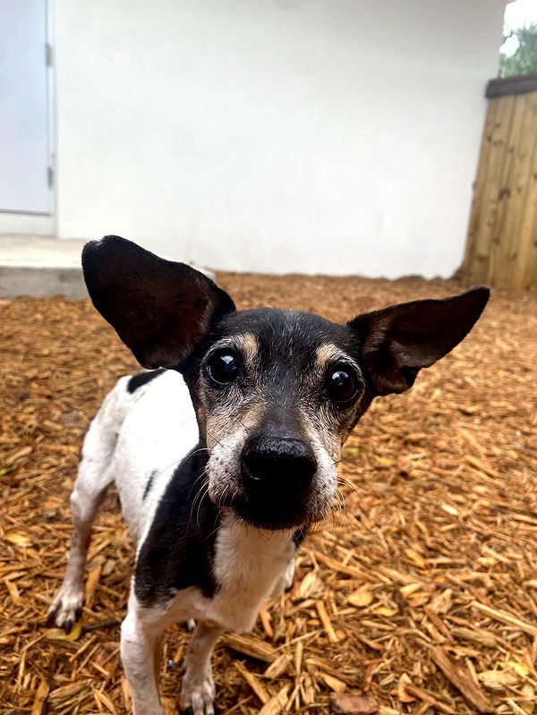 mckinley_1 image ~ Altpins