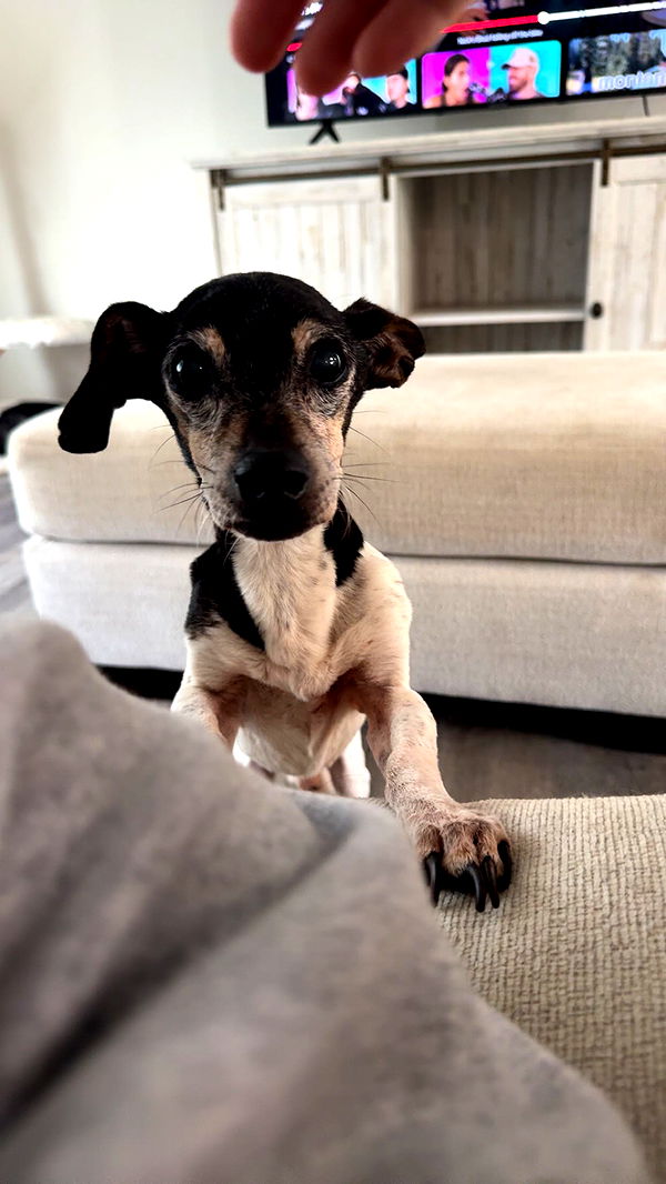 mckinley_1 image ~ Altpins