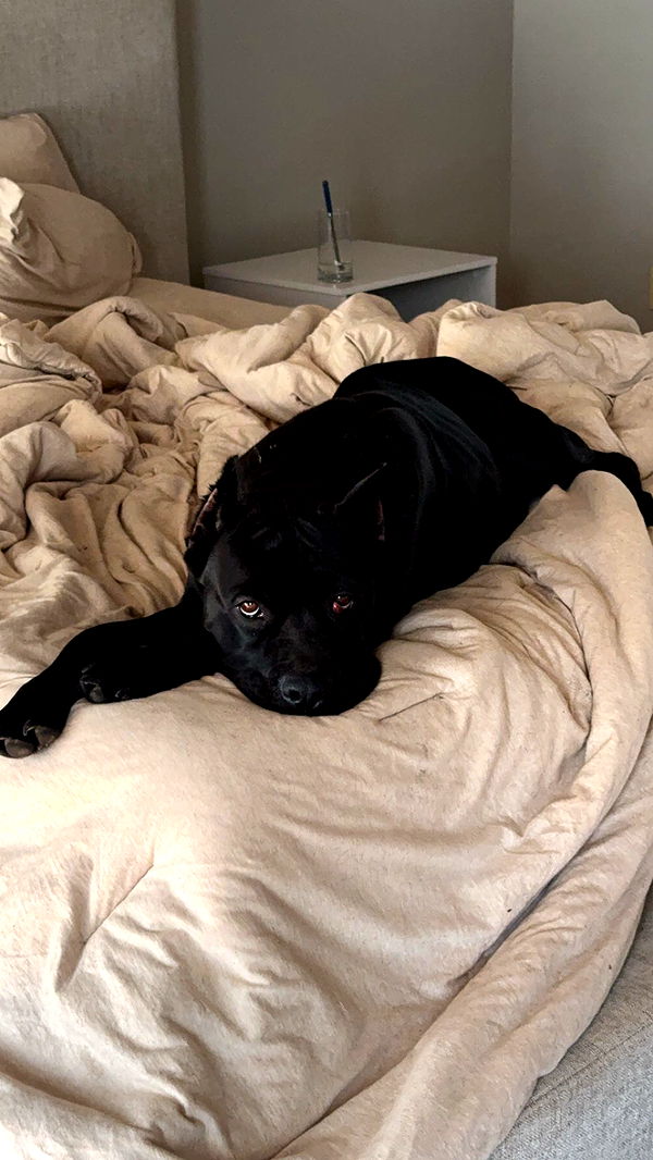 mckinley_1 image ~ Altpins