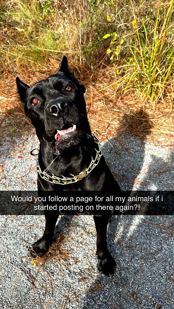 mckinley_1 image ~ Altpins