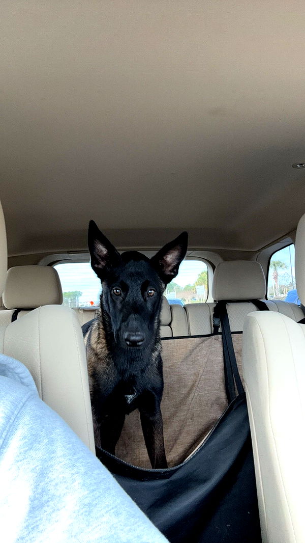 mckinley_1 image ~ Altpins