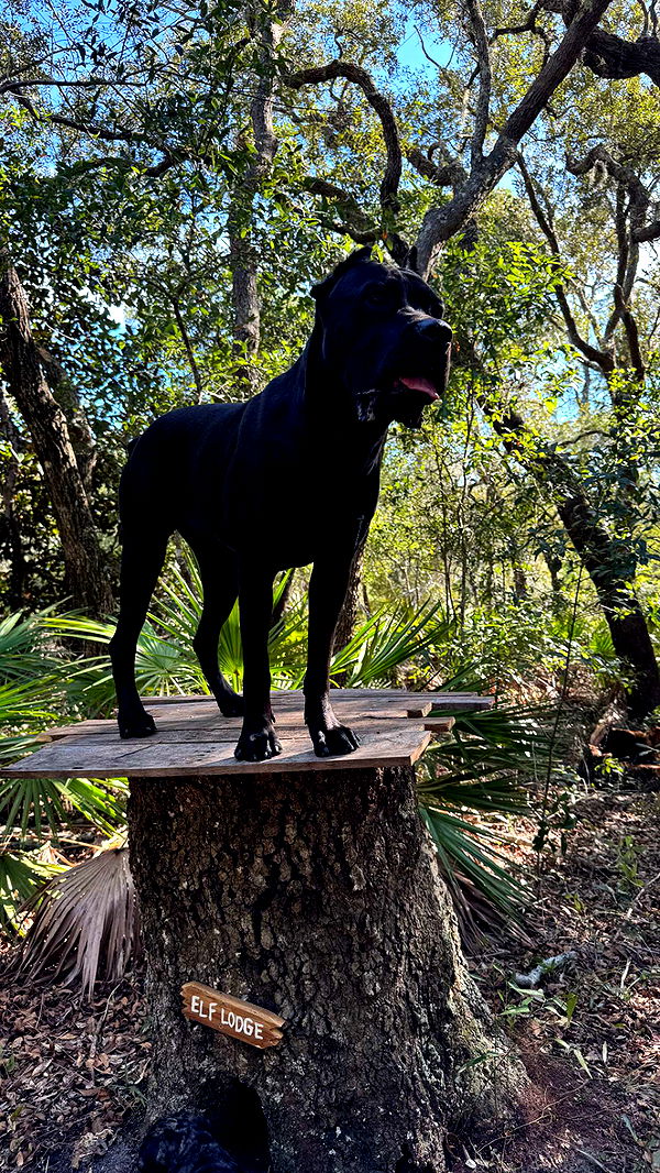 mckinley_1 image ~ Altpins