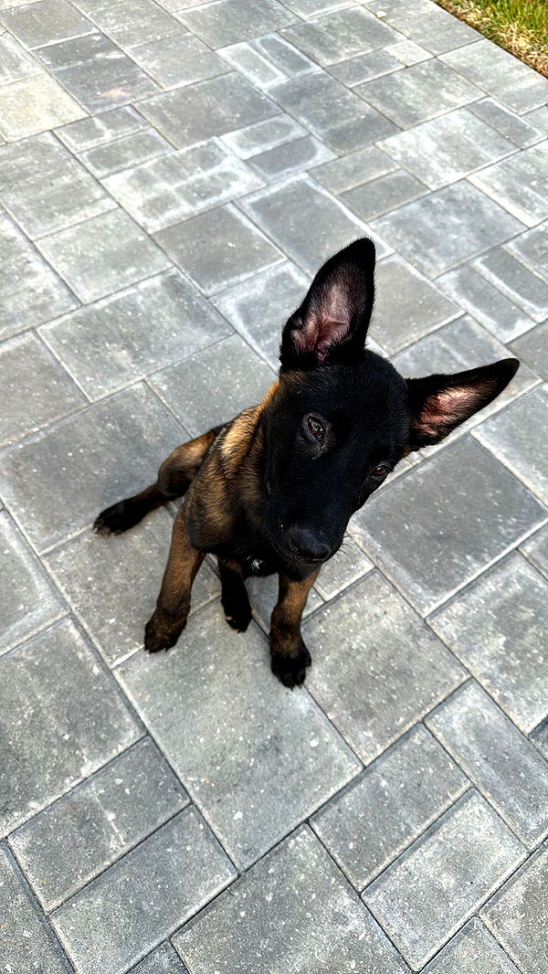 mckinley_1 image ~ Altpins