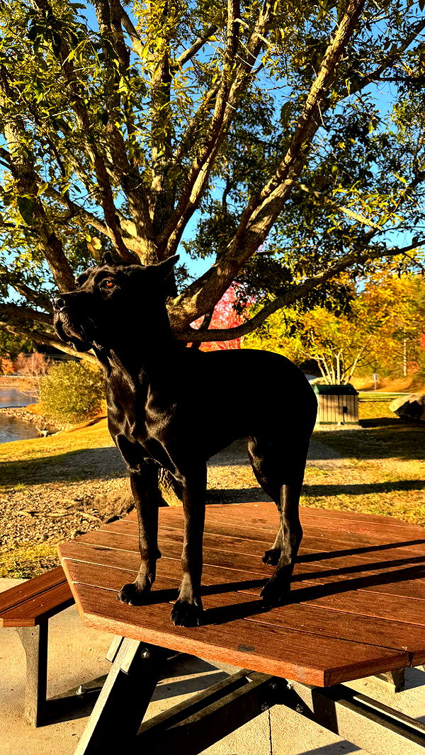 mckinley_1 image ~ Altpins