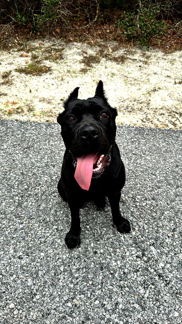 mckinley_1 image ~ Altpins