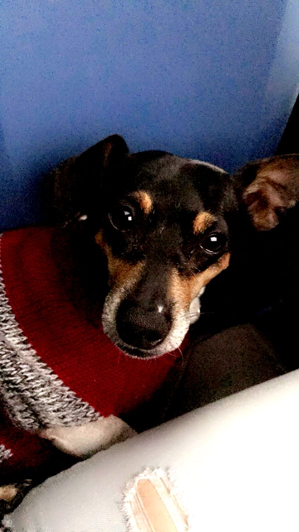 mckinley_1 image ~ Altpins