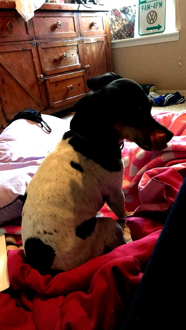 mckinley_1 image ~ Altpins