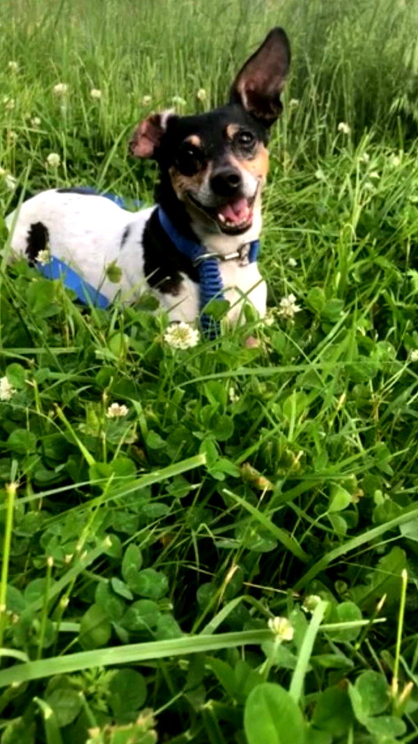 mckinley_1 image ~ Altpins