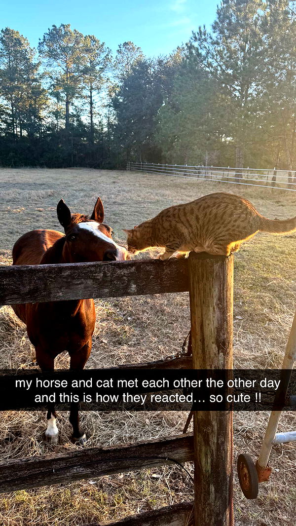 mckinley_1 image ~ Altpins