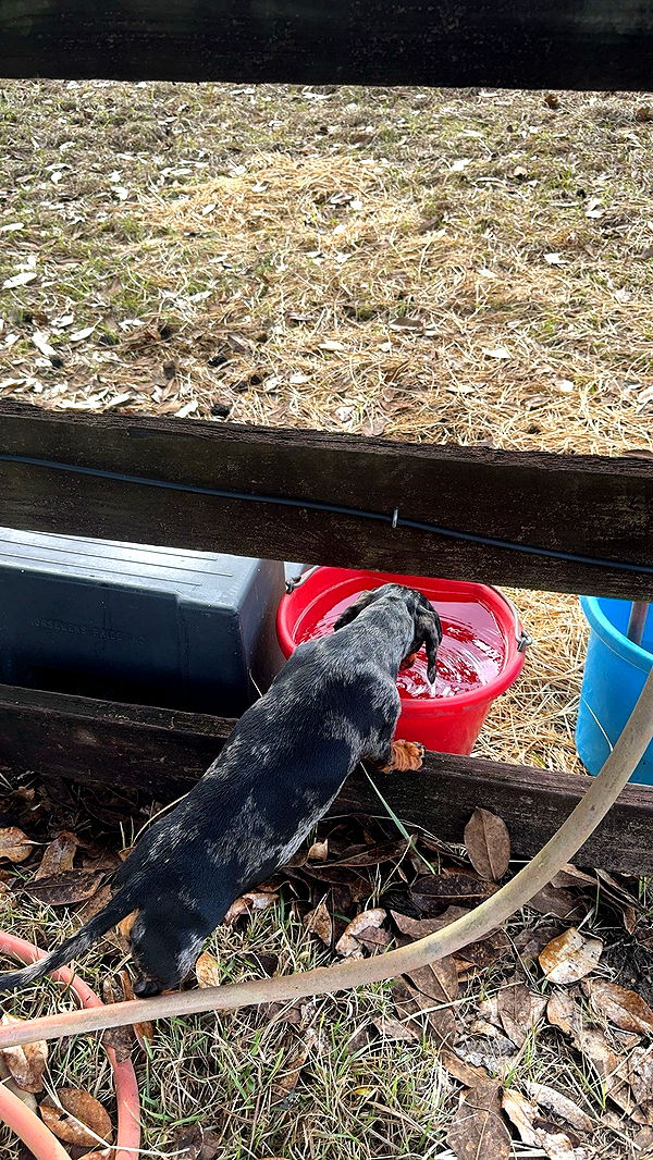 mckinley_1 image ~ Altpins