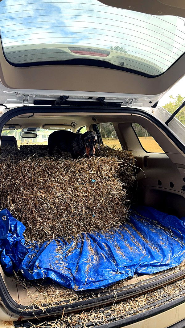 mckinley_1 image ~ Altpins