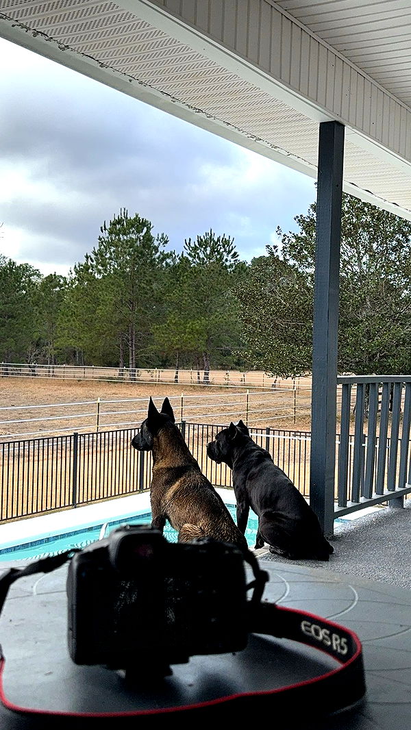 mckinley_1 image ~ Altpins