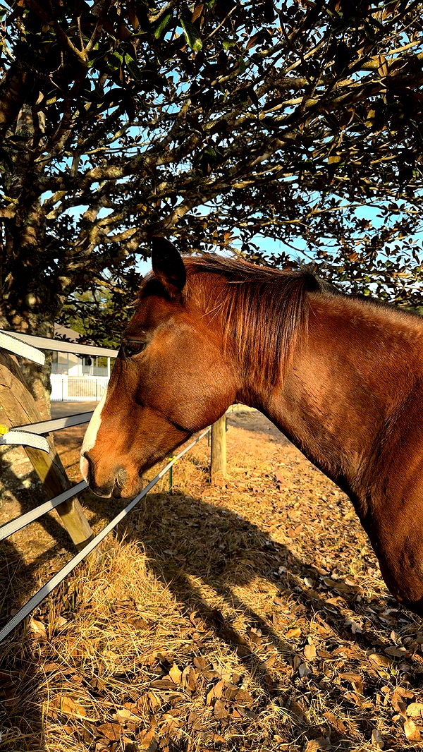 mckinley_1 image ~ Altpins