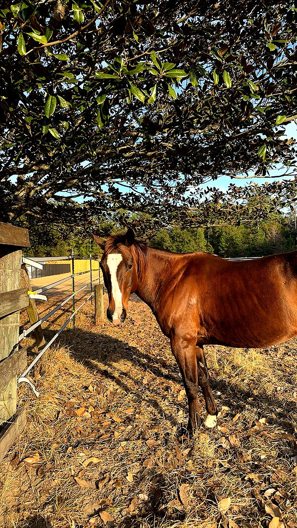 mckinley_1 image ~ Altpins