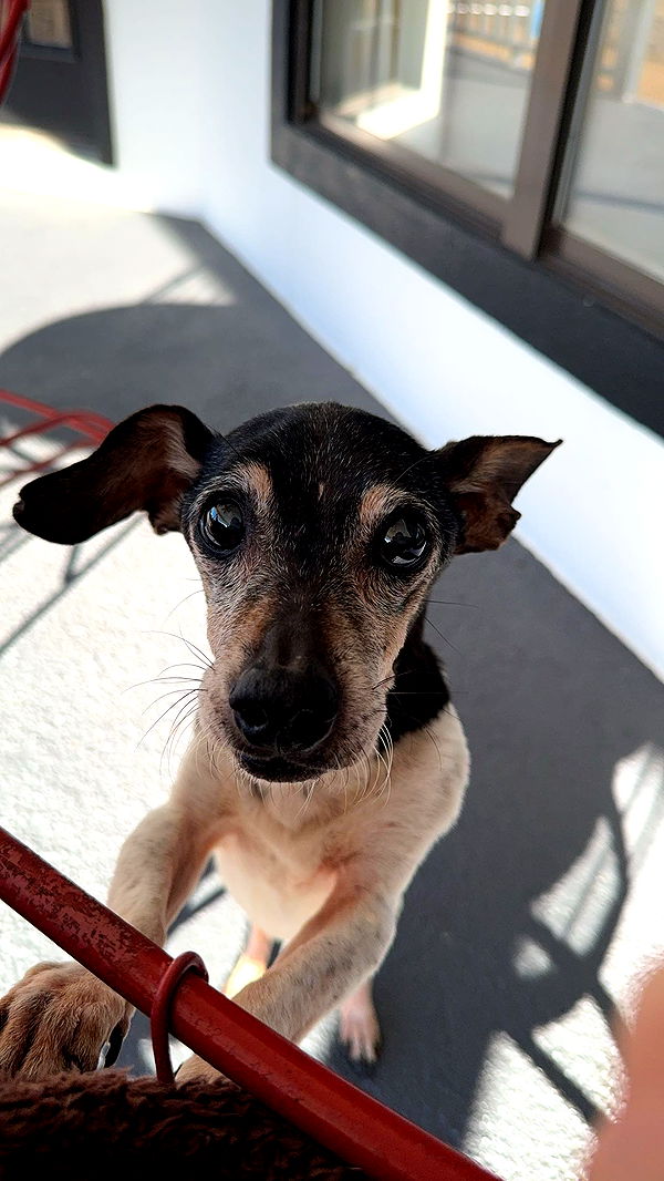 mckinley_1 image ~ Altpins