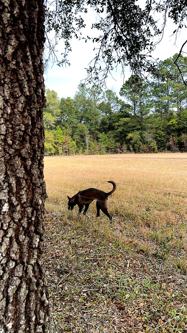 mckinley_1 image ~ Altpins