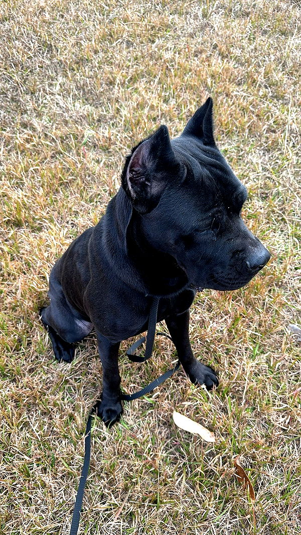 mckinley_1 image ~ Altpins