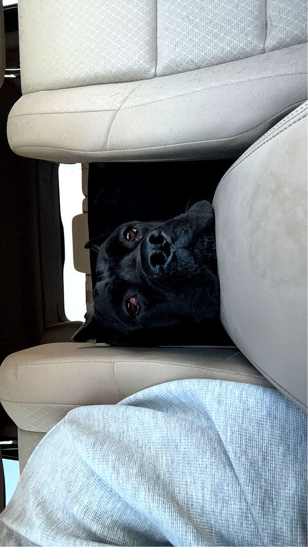 mckinley_1 image ~ Altpins