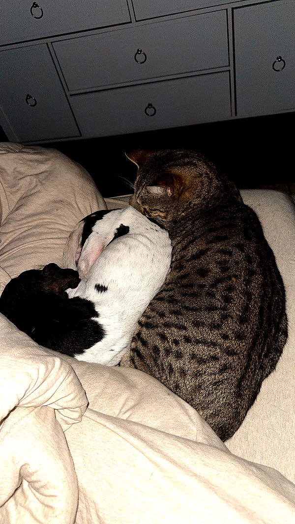 mckinley_1 image ~ Altpins