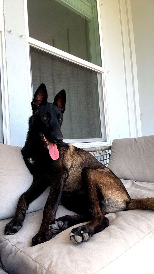 mckinley_1 image ~ Altpins