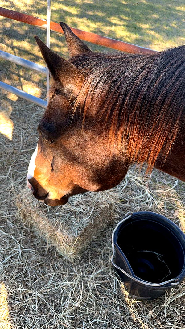 mckinley_1 image ~ Altpins