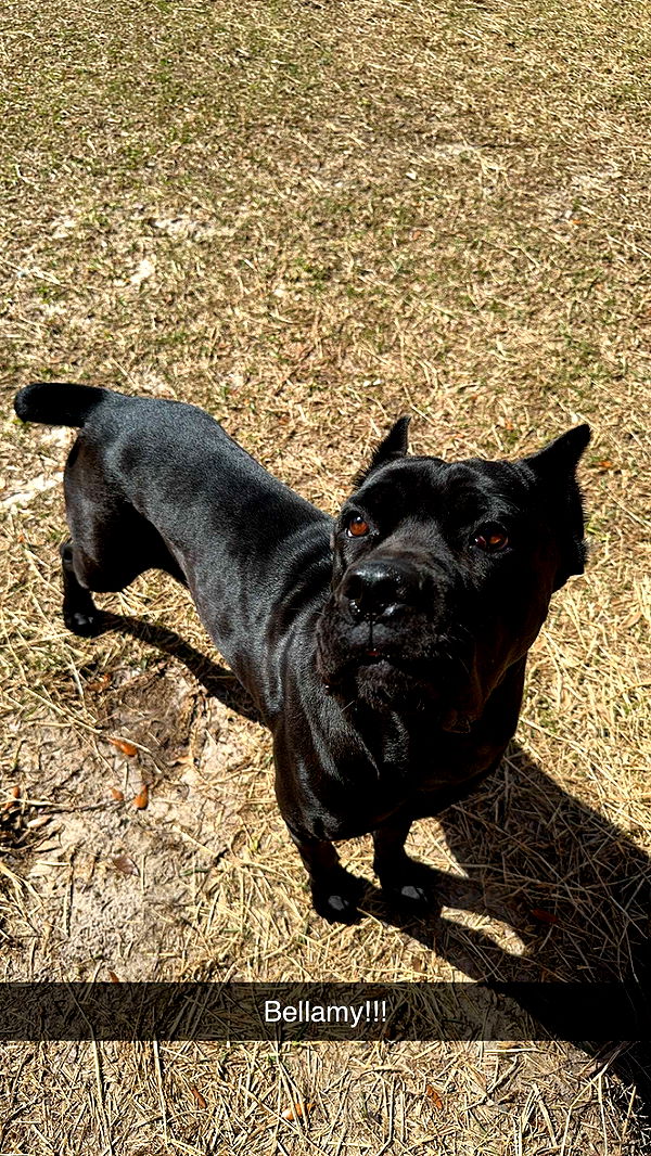 mckinley_1 image ~ Altpins