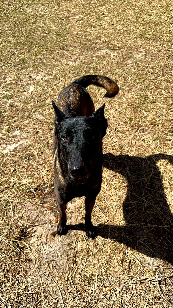 mckinley_1 image ~ Altpins