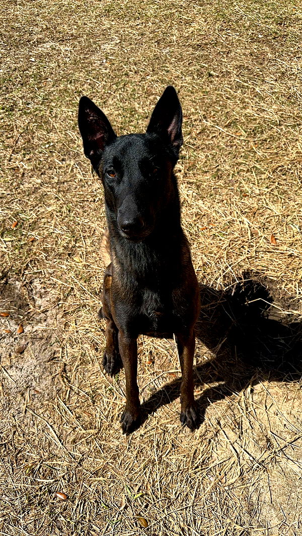 mckinley_1 image ~ Altpins