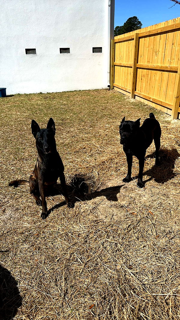 mckinley_1 image ~ Altpins