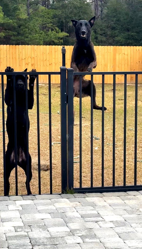 mckinley_1 image ~ Altpins