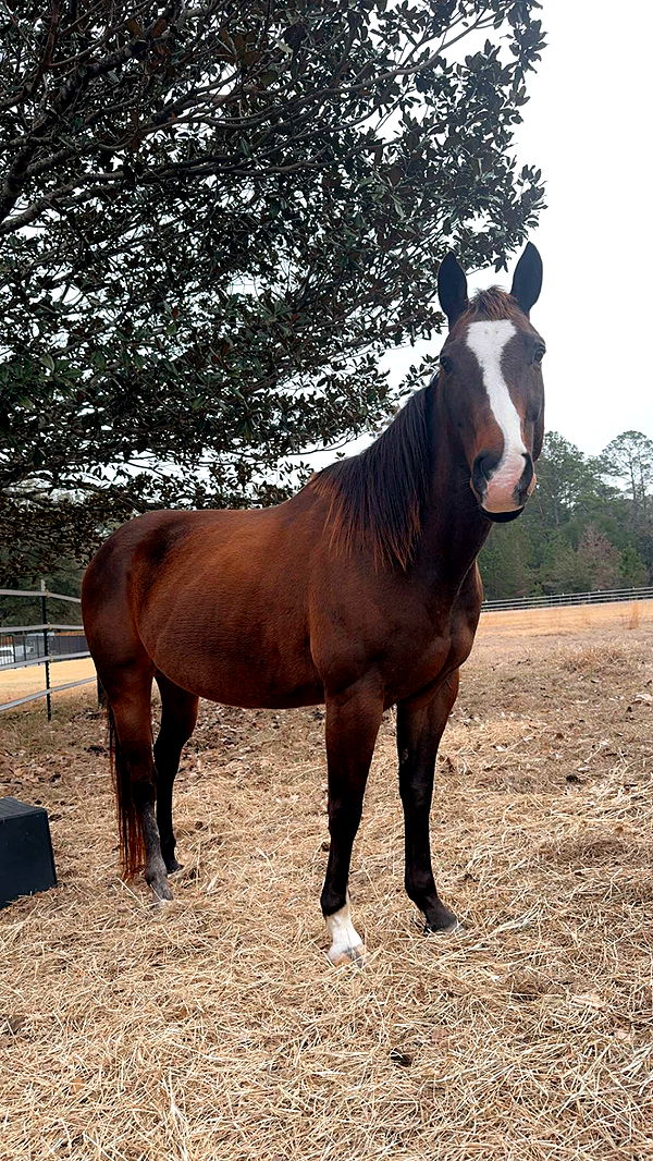 mckinley_1 image ~ Altpins