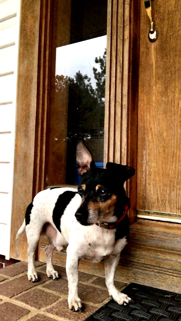 mckinley_1 image ~ Altpins