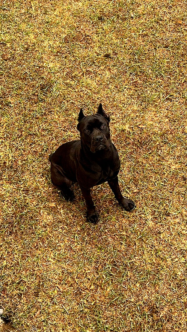 mckinley_1 image ~ Altpins