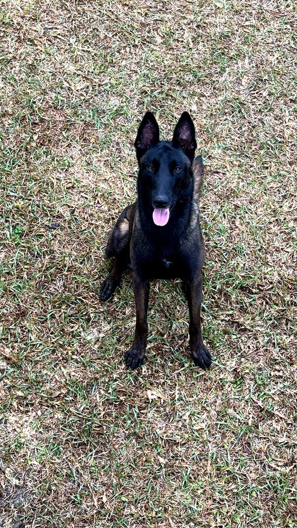 mckinley_1 image ~ Altpins