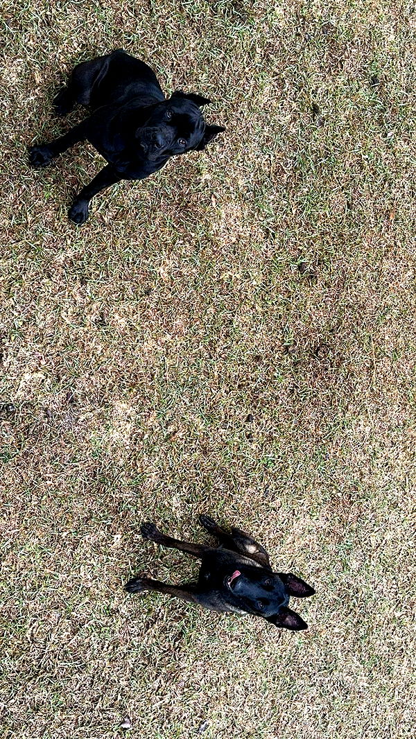 mckinley_1 image ~ Altpins