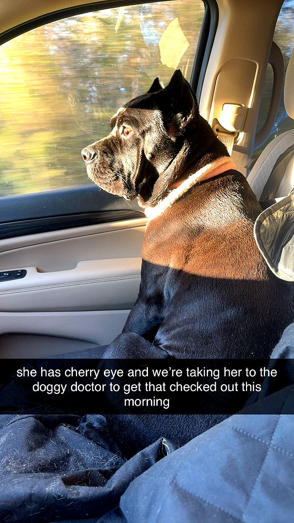 mckinley_1 image ~ Altpins