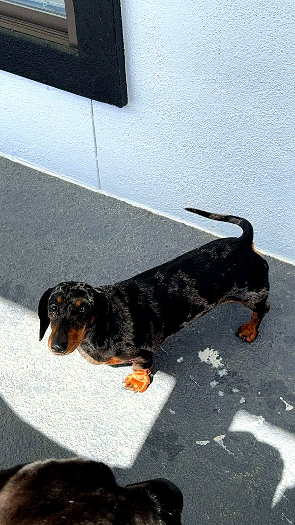 mckinley_1 image ~ Altpins