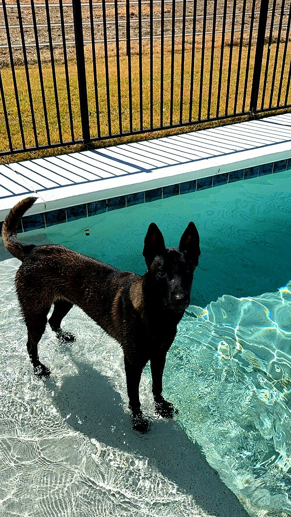 mckinley_1 image ~ Altpins