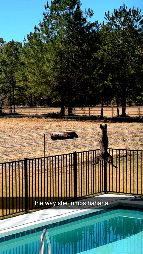 mckinley_1 image ~ Altpins