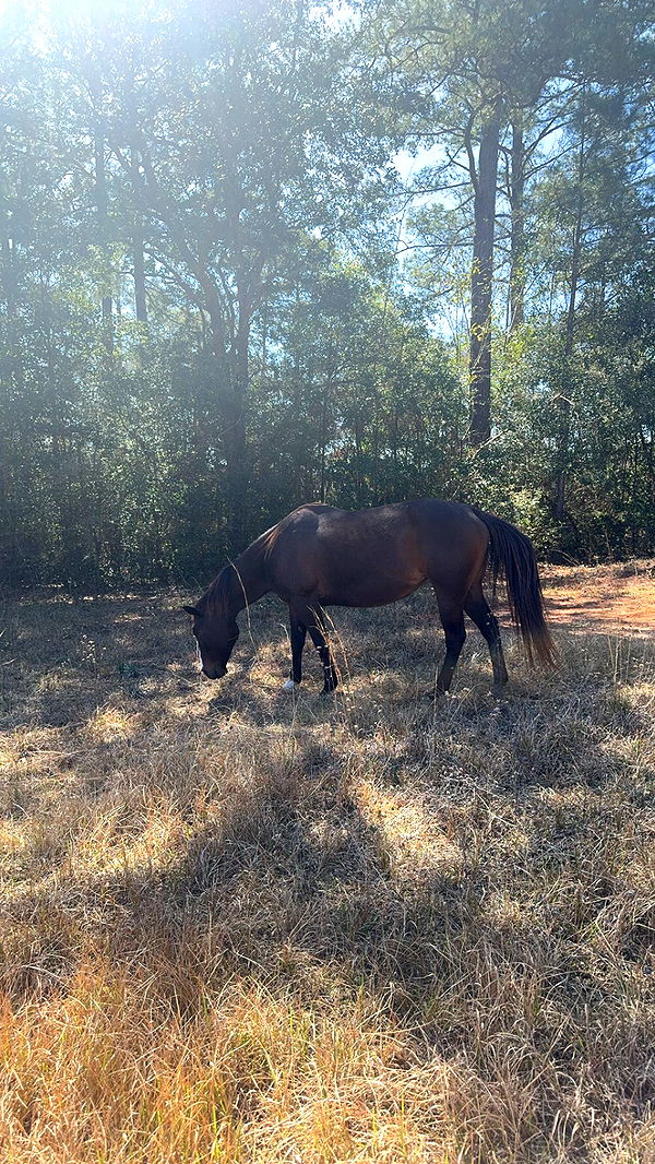 mckinley_1 image ~ Altpins