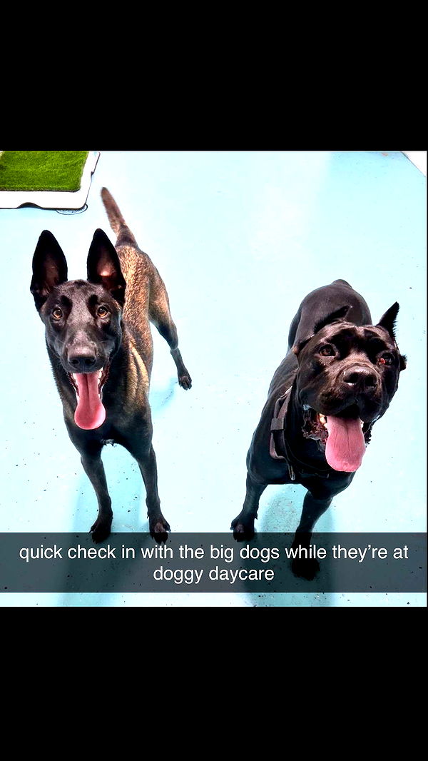 mckinley_1 image ~ Altpins