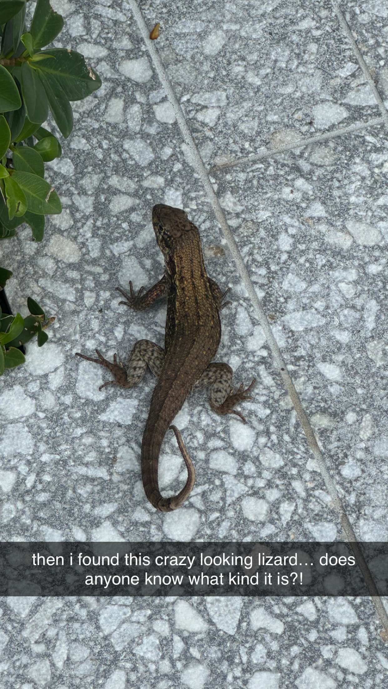 mckinley_1 snapchat image archive image