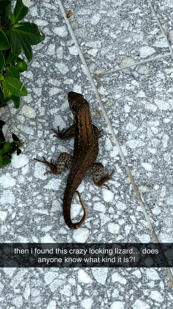 mckinley_1 image ~ Altpins