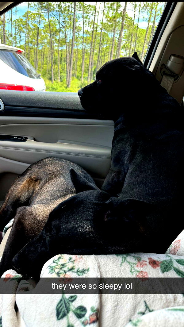 mckinley_1 image ~ Altpins