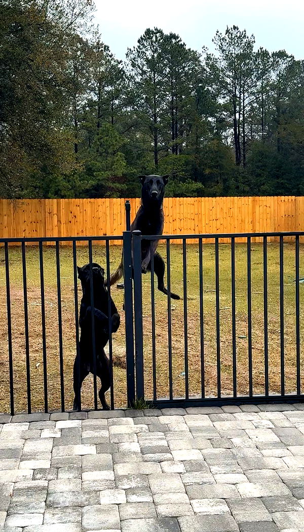 mckinley_1 image ~ Altpins