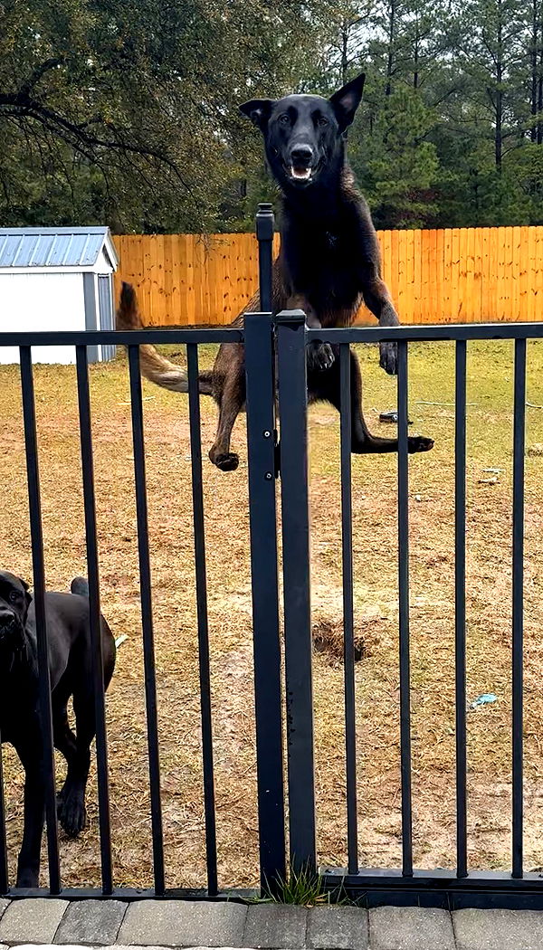 mckinley_1 image ~ Altpins