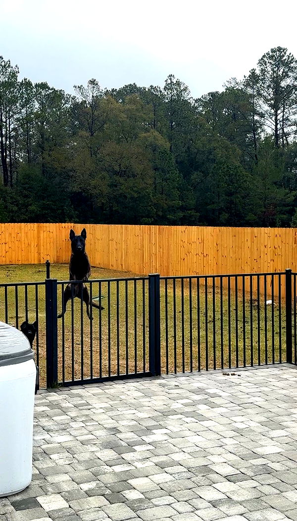 mckinley_1 image ~ Altpins